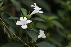 Barleria nitida